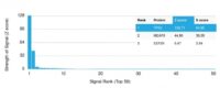 Analysis of Protein Array containing more than 19,000 full-length human proteins using p53 Mouse Monoclonal Antibody (rTP53/1739).Z- and S- Score: The Z-score represents the strength of a signal that a monoclonal antibody (MAb) (in combination with a fluorescently-tagged anti-IgG secondary antibody) produces when binding to a particular protein on the HuProtTM array. Z-scores are described in units of standard deviations (SDs) above the mean value of all signals generated on that array. If targets on HuProtTM are arranged in descending order of the Z-score, the S-score is the difference (also in units of SDs) between the Z-score. S-score therefore represents the relative target specificity of a MAb to its intended target.  A MAb is considered to specific to its intended target, if the MAb has an S-score of at least 2.5. For example, if a MAb binds to protein X with a Z-score of 43 and to protein Y with a Z-score of 14, then the S-score for the binding of that MAb to protein X is equal to 29.