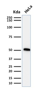 Western Blot Analysis of human HeLa Cell Lysate using p53 Mouse Monoclonal Antibody (TP53/1739).