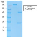 SDS-PAGE Analysis Purified p53 Recombinant Rabbit Monoclonal Antibody (TP53/2092R).Confirmation of Purity and Integrity.