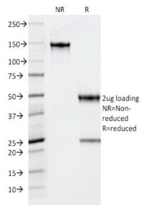 SDS-PAGE Analysis Purified TPO Mouse Monoclonal Antibody (TPO/1922).Confirmation of Integrity and Purity of the Antibody.