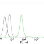 Flow Cytometry of human Vimentin on Jurkat Cells.Black: Cells alone; Grey: Isotype Control.Green: AF488-labeled Vimentin Mouse Monoclonal Antibody (VM452).