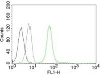 Flow Cytometry of human Vimentin on Jurkat Cells.Black: Cells alone; Grey: Isotype Control.Green: AF488-labeled Vimentin Mouse Monoclonal Antibody (VM452).