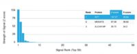 Analysis of Protein Array containing more than 19,000 full-length human proteins using Wilms Tumor Mouse Recombinant Monoclonal Antibody (rWT1/857). Z- and S- Score: The Z-score represents the strength of a signal that a monoclonal antibody (MAb) (in combination with a fluorescently-tagged anti-IgG secondary antibody) produces when binding to a particular protein on the HuProtTM array. Z-scores are described in units of standard deviations (SDs) above the mean value of all signals generated on that array. If targets on HuProtTM are arranged in descending order of the Z-score, the S-score is the difference (also in units of SDs) between the Z-score. S-score therefore represents the relative target specificity of a MAb to its intended target.  A MAb is considered to specific to its intended target, if the MAb has an S-score of at least 2.5. For example, if a MAb binds to protein X with a Z-score of 43 and to protein Y with a Z-score of 14, then the S-score for the binding of that MAb to protein X is equal to 29.