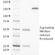 SDS-PAGE Analysis Purified TCL1 Mouse Monoclonal Antibody (TCL1/2078).Confirmation of Purity and Integrity of Antibody.