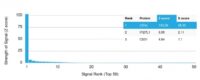 Analysis of Protein Array containing more than 19,000 full-length human proteins using CD3e Mouse Monoclonal Antibody (C3e/2478) Z- and S- Score: The Z-score represents the strength of a signal that a monoclonal antibody (MAb) (in combination with a fluorescently-tagged anti-IgG secondary antibody) produces when binding to a particular protein on the HuProtTM array. Z-scores are described in units of standard deviations (SDs) above the mean value of all signals generated on that array. If targets on HuProtTM are arranged in descending order of the Z-score, the S-score is the difference (also in units of SDs) between the Z-score. S-score therefore represents the relative target specificity of a MAb to its intended target.  A MAb is considered to specific to its intended target, if the MAb has an S-score of at least 2.5. For example, if a MAb binds to protein X with a Z-score of 43 and to protein Y with a Z-score of 14, then the S-score for the binding of that MAb to protein X is equal to 29.