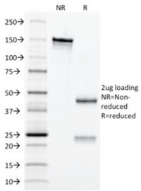 SDS-PAGE Analysis Purified CD3e Mouse Monoclonal Antibody (C3e/2479).Confirmation of Integrity and Purity of Antibody.