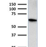 Western Blot Analysis of human Jurkat Cell Lysate using CD5 Mouse Monoclonal Antibody (CD5/2416).