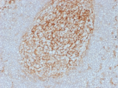 Formalin-fixed, paraffin-embedded human Tonsil stained with CD14 Mouse Monoclonal Antibody (LPSR/2385).