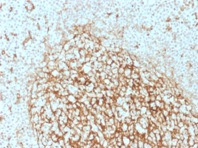 Formalin-fixed, paraffin-embedded human Tonsil Stained with CD14 Mouse Monoclonal Antibody (LPSR/2386).
