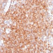 Immunohistochemistry data from FFPE human tonsil stained with CD40 monoclonal antibody clone C40/2383.