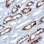 Immunohistochemical staining of Ezrin/p81/Cytovillin  of human FFPE tissue followed by incubation with HRP labeled secondary and development with DAB substrate.