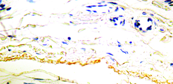 Immunohistochemical staining of Elastin  of human FFPE tissue followed by incubation with HRP labeled secondary and development with DAB substrate.