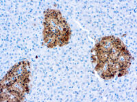 Immunohistochemical staining of Neuron Specific Enolase  of human FFPE tissue followed by incubation with HRP labeled secondary and development with DAB substrate.