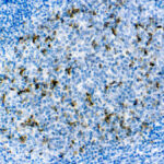 Immunohistochemical staining of CD57  of human FFPE tissue followed by incubation with HRP labeled secondary and development with DAB substrate.