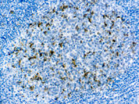 Immunohistochemical staining of CD57  of human FFPE tissue followed by incubation with HRP labeled secondary and development with DAB substrate.