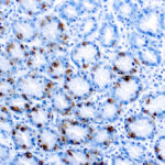 Immunohistochemical staining of Gastrin  of human FFPE tissue followed by incubation with HRP labeled secondary and development with DAB substrate.