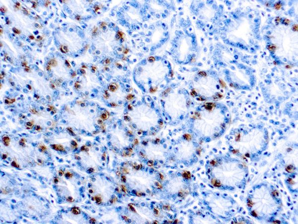 Immunohistochemical staining of Gastrin  of human FFPE tissue followed by incubation with HRP labeled secondary and development with DAB substrate.